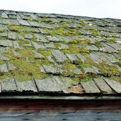 Cheltenham moss removal services