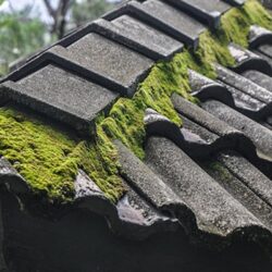 moss removal Cheltenham