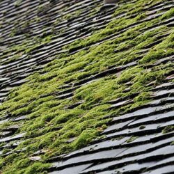 moss removal service Cheltenham